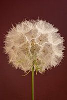 Warme Farben: Ein Flauschball mit burgunderrotem Hintergrund