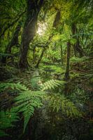 New Zealand Jungle at Fox Glacier