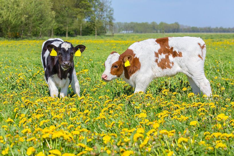 Two newborn calves in dutch flower meadow with yellow dandelions by Ben Schonewille