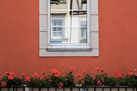 Behind the German Geraniums