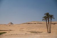Palmiers avec la pyramide de Saqqara en arrière-plan