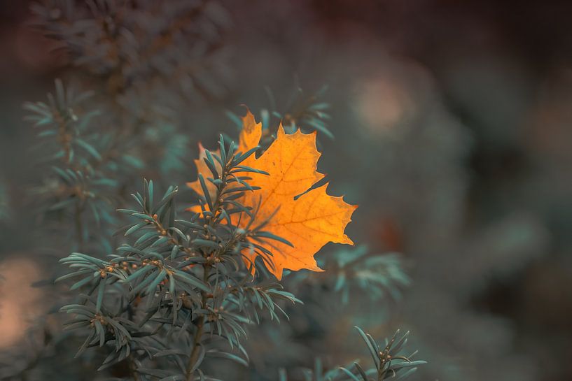 Herbst - Autumn par Dagmar Marina