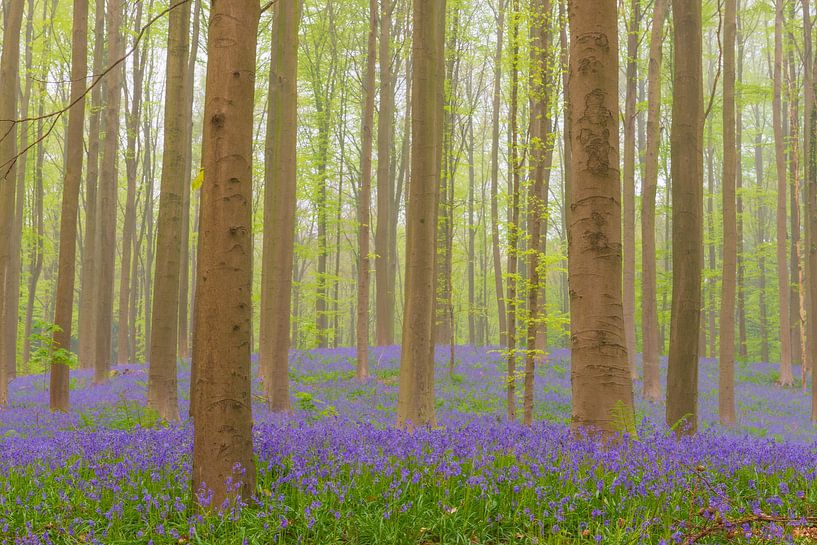 Forêt de campanules avec des fleurs épanouies sur le sol de la forêt par Sjoerd van der Wal Photographie