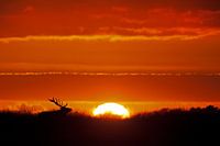 Coucher de soleil sur la Veluwe