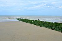 Mouettes se reposant sur un brise-lames