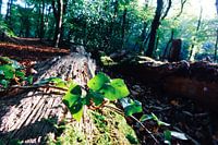 Mysterie van het bos