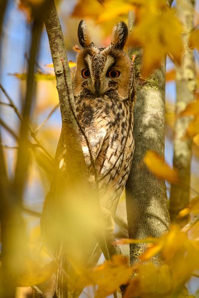 Long-eared owl sitting high up in a tree with yellow leafs by Sjoerd van der Wal Photography