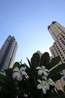 flowers with buildings