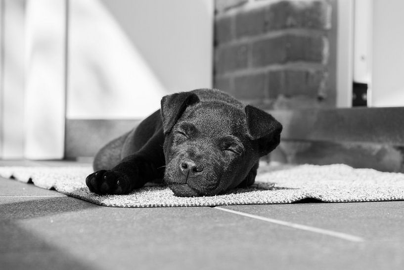Sleeping Patterdale terrier puppy by Lucia Leemans