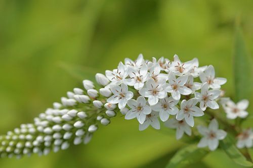 Witte vlinderstruik of sierheester, Buddleja, witte bloemetjes