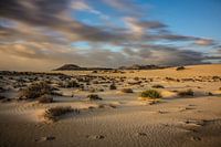 Dune landscape in Fuerte Ventura