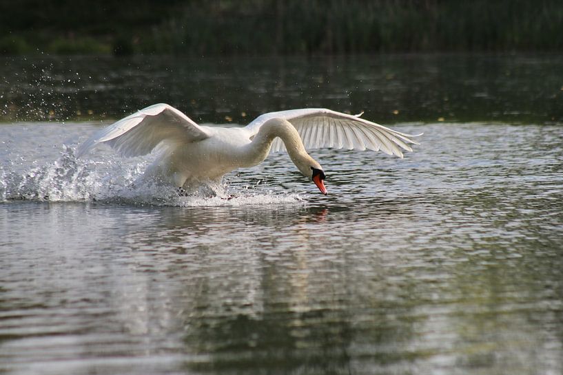 Mute Swan by John Kerkhofs
