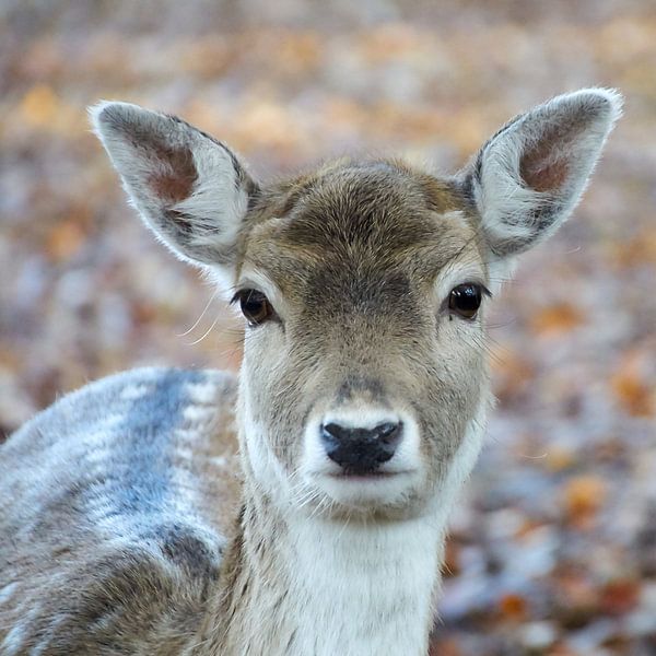 Daim femelle par Ad Jekel