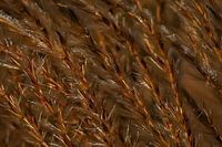 Nahaufnahme von Grasähren