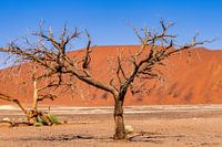 Dodevlei_4, Sesriem, Namibie