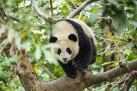 Panda im Baum
