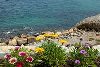 Middagbloemen op de rots