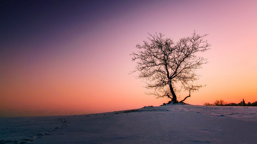 Soleil du matin par Michiel Buijse