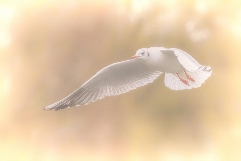Kokmeeuw in winterkleed par Michiel Leegerstee