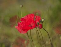 coquelicots d'été dans le vent