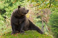 Brown Bear in the Bavarian forest.