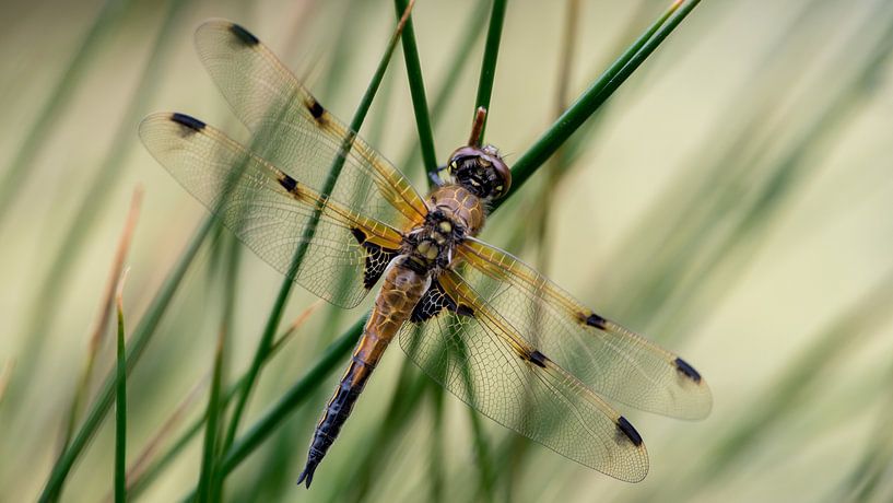 Vliervleklibel von Caroline de Brouwer