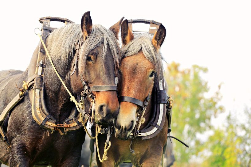 zeeuwse knollen klaar voor het ploegen op het land von Els Fonteine
