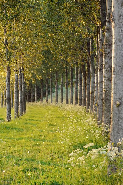 Licht... Baumallee *Fruehling* von wunderbare Erde