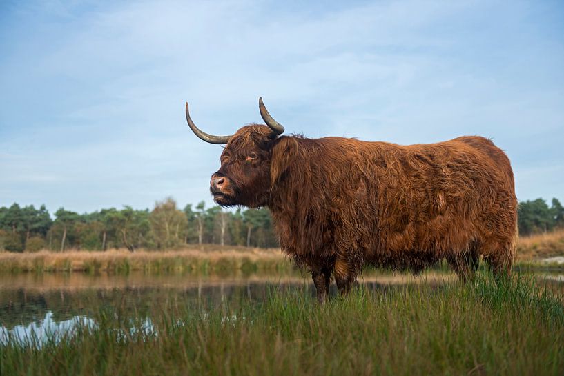 Impressive Highland cattle ( Bos primigenius taurus ) in natural habitat, moor, moorland, marshland, by wunderbare Erde