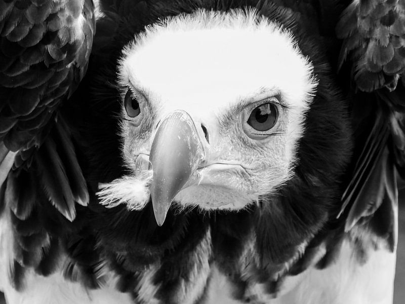 Gier by Lieke Doorenbosch