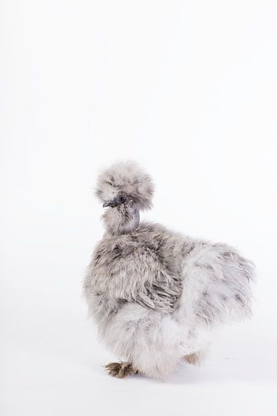 Seidenhenne Hannah von Janine Bekker Photography