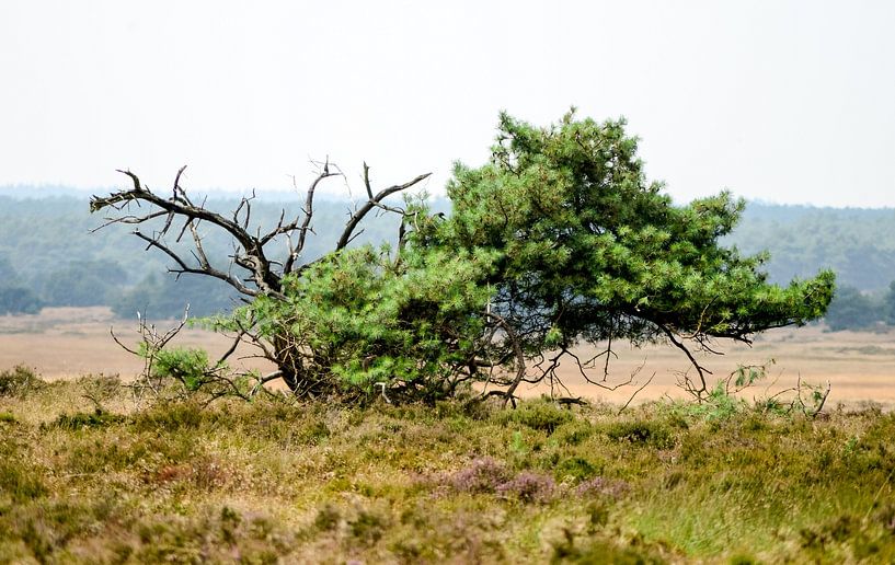 Dead tree in landscape by Annemarie Goudswaard