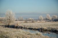 The Weeds in winter.