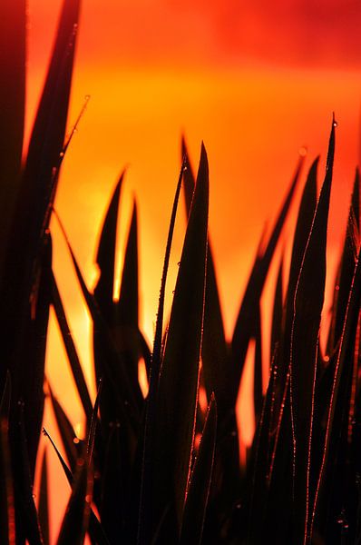 Coucher de soleil à Achterhoek sur la rivière Oude IJssel par Arno Wolsink