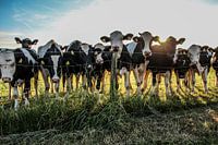 Nieuwsgierige koeien