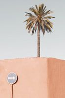 Palme des Riad Laarouss