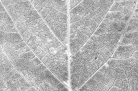 Feuille d'automne en détail