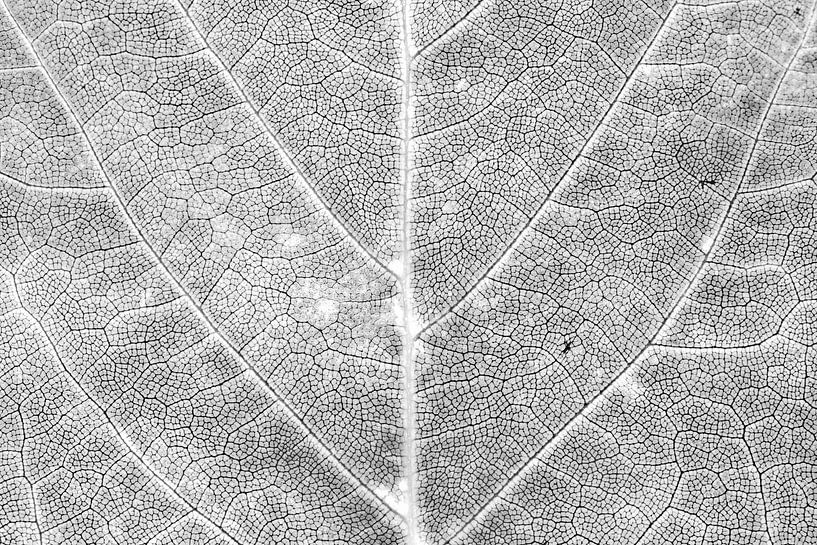 Herbstblatt im Detail von Carol Thoelen