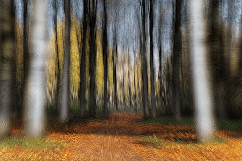 The magic of the forest by Ton Kuijpers