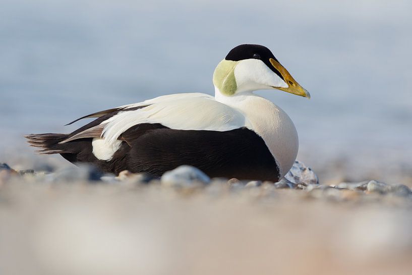 Eider - Eider à duvet - Somateria mollissima par Rick Willemsen