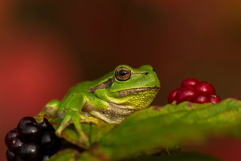 Tree frog between blackberries by Paul Wendels