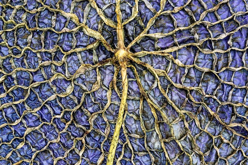 Victoria Amazonica von Antje Verleg-Dijk