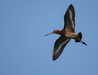 Grutto's op Terschelling