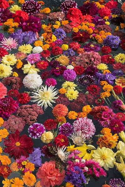 Schwimmende Blüten von SusaZoom