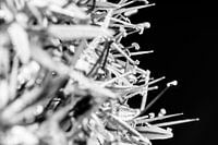 Macrofoto van een Allium na de regen in zwartwit