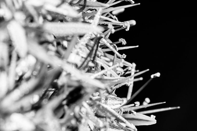 Macrofoto van een Allium na de regen in zwartwit by de buurtfotograaf Leontien