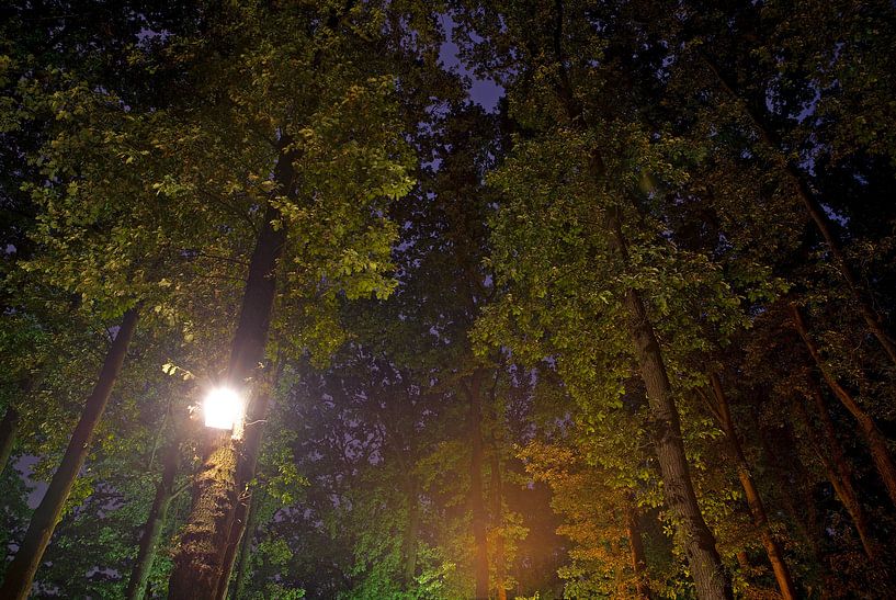 Light in the buds by Mariska Hofman