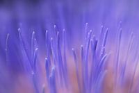 Cardoon Blume Weichzeichner