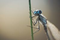 Little miss in green