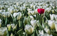 De eigenzinnige tulp (Holland)